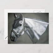 グレーオングレーウマ科のアート ポストカード (正面/裏面)