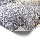 グレーキツネポーズ ポスター (角)