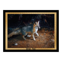 グレーキツネ準備完了