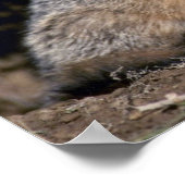 グレーキツネ若いキット ポスター (角)