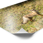 グレーキツネ フォトプリント            (角)