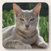 グレーキャットコースター コースター (正面)