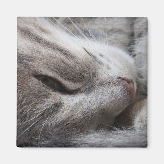 グレーキャットマグネット マグネット (正面)