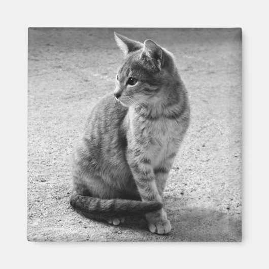 グレーキャットマグネット マグネット (正面)