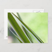 グレーザー ポストカード (正面/裏面)