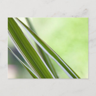 グレーザー ポストカード