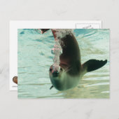 グレーシールノーズから水中の気泡をダイビング ポストカード (正面/裏面)