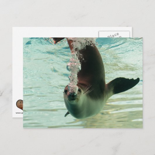 グレーシールノーズから水中の気泡をダイビング ポストカード (正面/裏面)