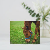 グレージングチェストナッストライプト() ポストカード (スタンド正面)