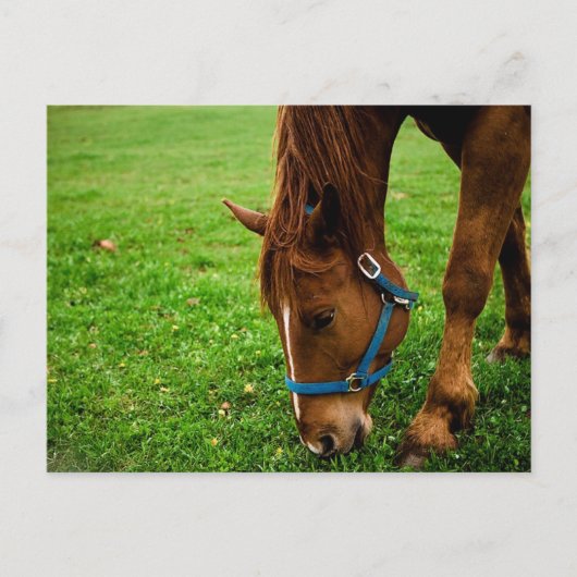 グレージングチェストナッストライプト() ポストカード (正面)