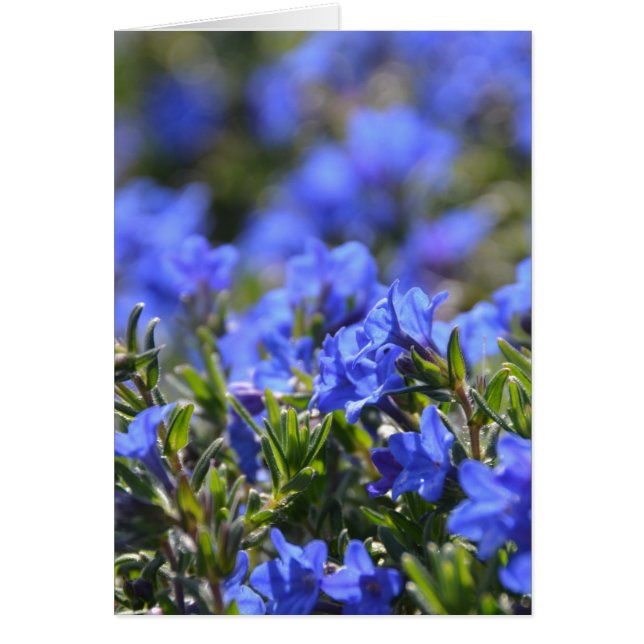 グレース・ウォード・フラワー (正面)