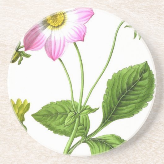 グレース コースター (正面)