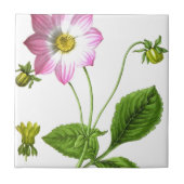 グレース タイル (正面)