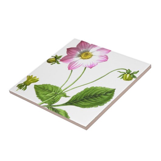 グレース タイル (側面)