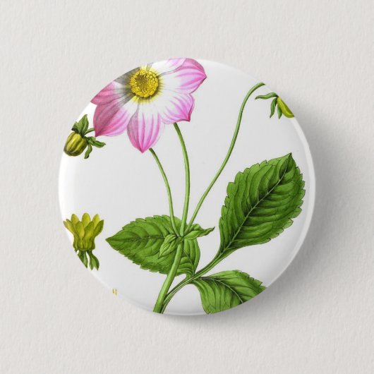 グレース 缶バッジ (正面)