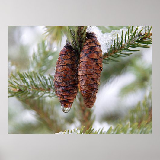 グレーズドコーン ポスター (正面)