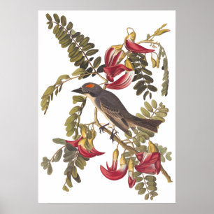 グレータイラントキングバードオードボンアートヴィンテージ蔵書票 ポスター