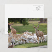 グレートクヌ-8 ポストカード (正面/裏面)