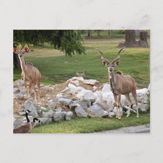 グレートクヌ-8 ポストカード (正面)