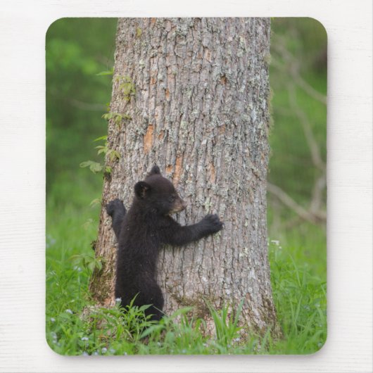 グレートスモーキー山脈 黒グマの子熊 マウスパッド (正面)