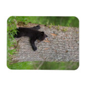グレートスモーキー山脈 黒グマの子熊 マグネット (横)