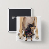 グレートダネアンドダシュントポートレート 缶バッジ (正面&裏面)