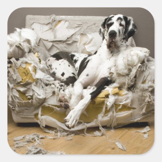 グレートダネシェードソファペットシッタードッグウォーカー スクエアシール (正面)