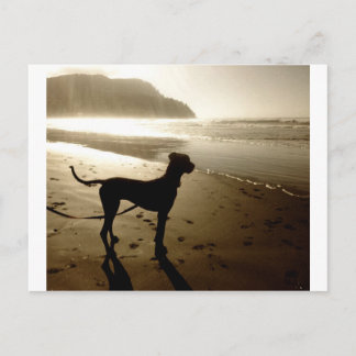 グレートダネパピースサンセット ポストカード