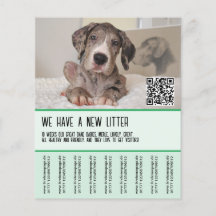 グレートダネパピーズ販売用