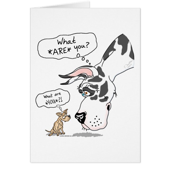 グレートダン&チワフアハーレクイン (正面)