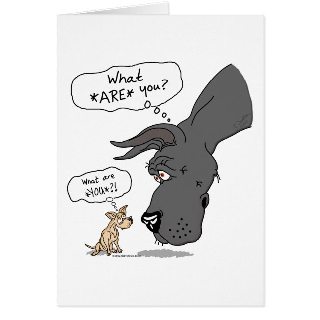 グレートダン&チワフアブラック (正面)