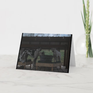 グレートダーンハロウィーンカード カード