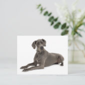 グレートダーンパピードグッ空白のグポストカード ポストカード (スタンド正面)