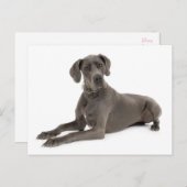 グレートダーンパピードグッ空白のグポストカード ポストカード (正面/裏面)