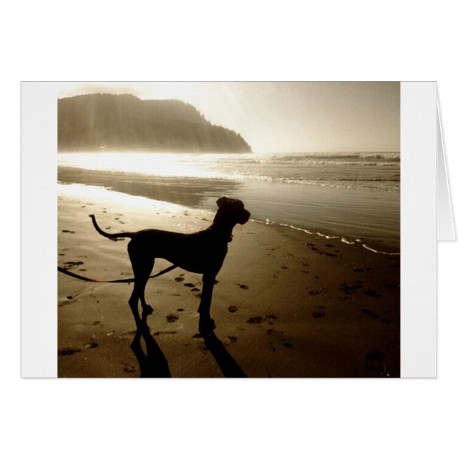 グレートデーンの子犬の日没 (正面横)