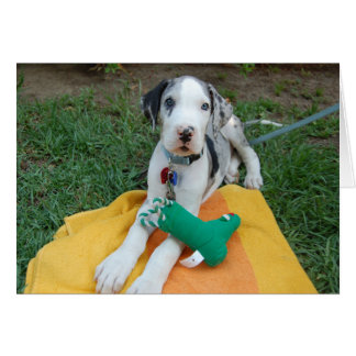 グレートデーンの子犬