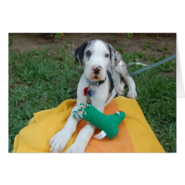 グレートデーンの子犬 (正面横)