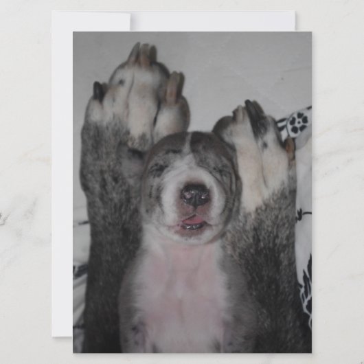 グレートデーンの誕生日招待状 招待状 (裏面)
