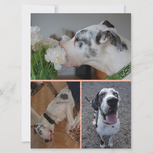 グレートデーンの誕生日招待状 3枚の写真付き 招待状 (裏面)