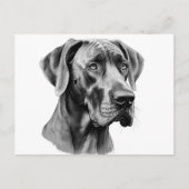 グレートデーンの頭部の描画 ポストカード (正面)