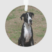 グレートデーンクリスマスプレッドドッグ名写真 オーナメント (裏面)