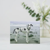 グレートデーンシドニーアットザビーチ ポストカード (スタンド正面)