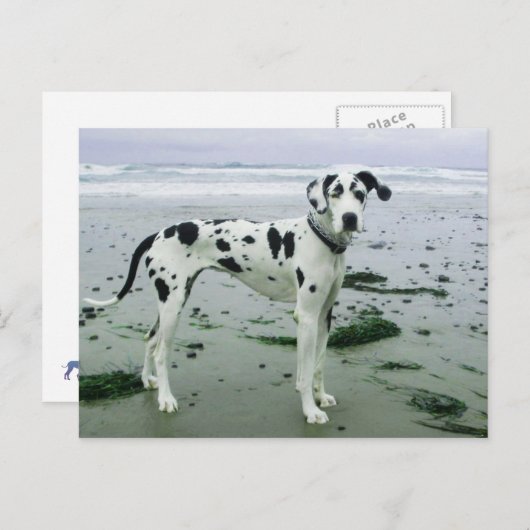 グレートデーンシドニーアットザビーチ ポストカード (正面/裏面)