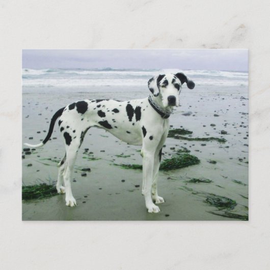 グレートデーンシドニーアットザビーチ ポストカード (正面)