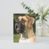 グレートデーン – ファウン/ドイチェ・ドッゲ – ゲルブ ポストカード (スタンド正面)