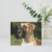 グレートデーン – ファウン/ドイチェ・ドッゲ – ゲルブ ポストカード (スタンド正面)