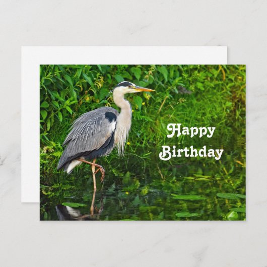 グレートブルーサギの野生写真の誕生日 ポストカード (正面/裏面)