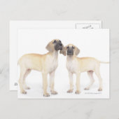 グレート・ダネス島 ポストカード (正面/裏面)