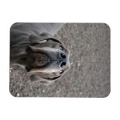 グレート・ダン磁石 マグネット (横)