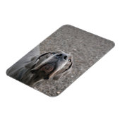 グレート・ダン磁石 マグネット (左側)